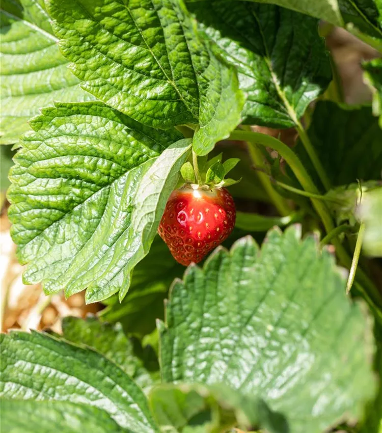 Fraisier
