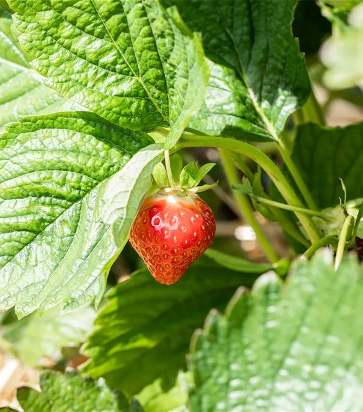 Fraisier