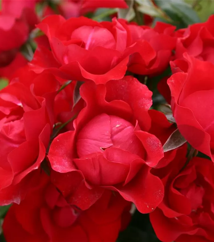 Beetrose 'Black Forest Rose'®