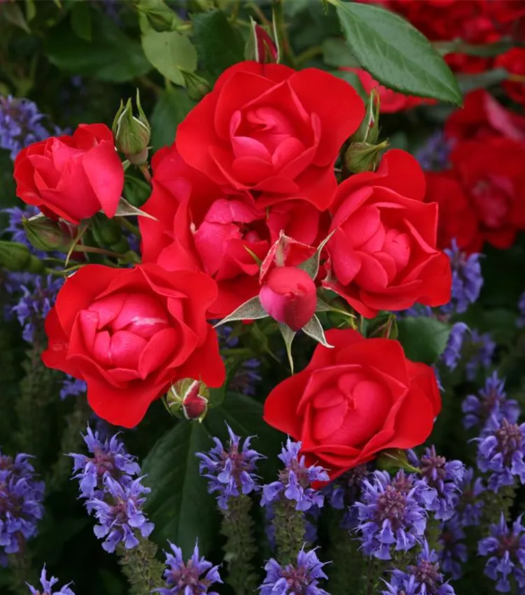 Beetrose 'Black Forest Rose'®