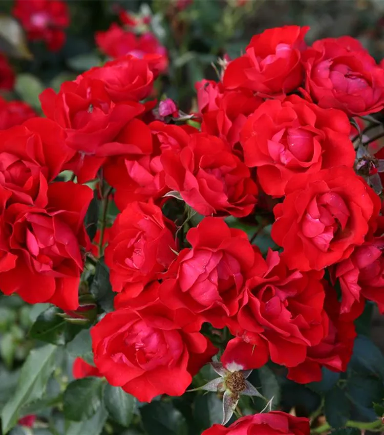 Beetrose 'Black Forest Rose'®