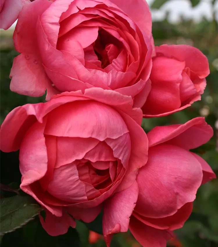 Beetrose 'Gartenprinzessin Marie-José'®