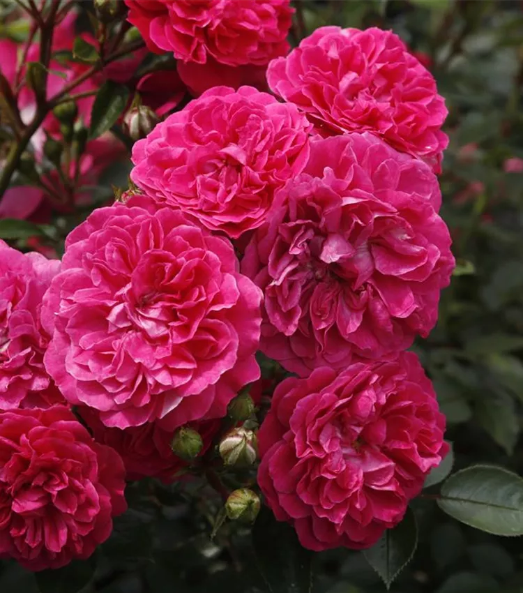 Zwergrose 'Roxy'®