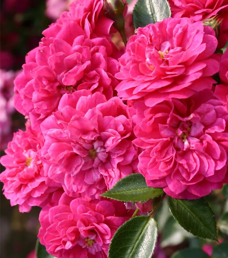 Zwergrose 'Roxy'®