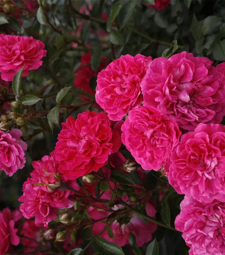 Zwergrose 'Roxy'®