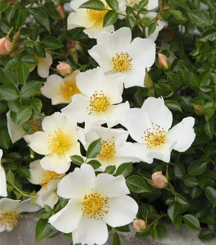 Miniature Rose