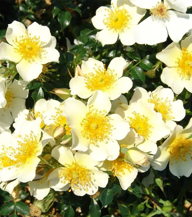 Miniature Rose