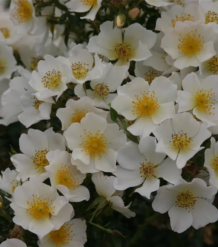 Miniature Rose
