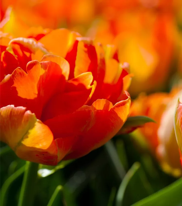Tulipa 'Monte Orange'