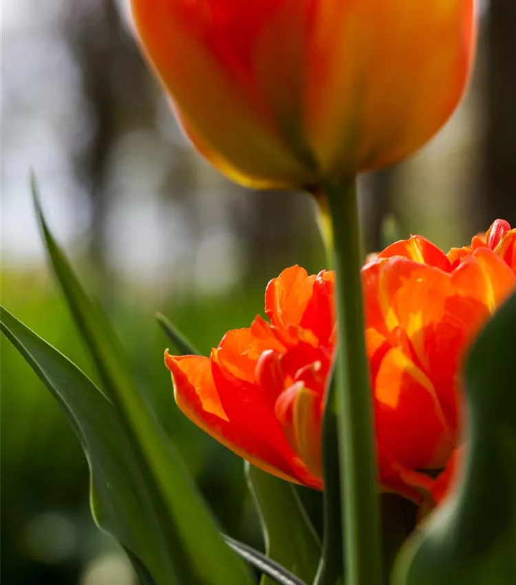 Tulipa 'Monte Orange'