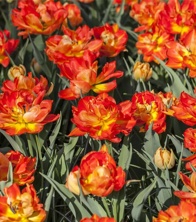 Tulipa 'Monte Orange'
