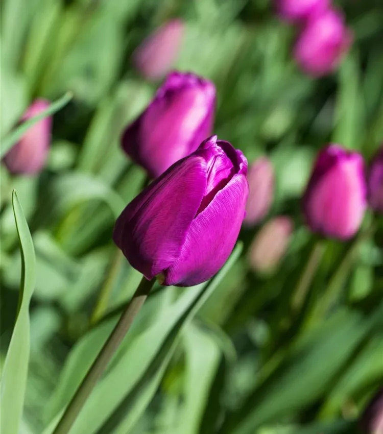 Tulpe 'Negrita'