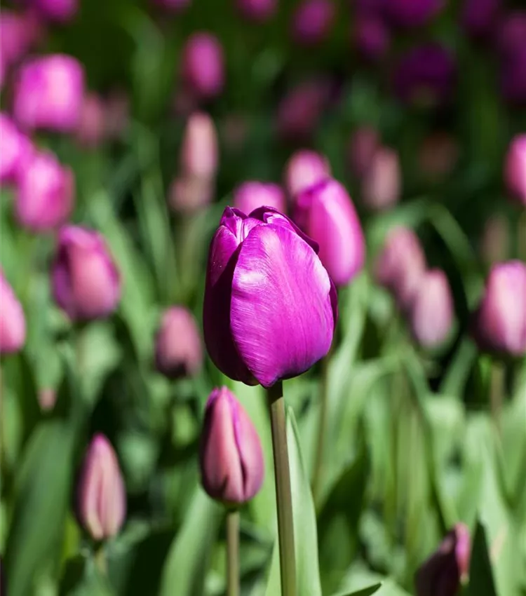 Tulpe 'Negrita'