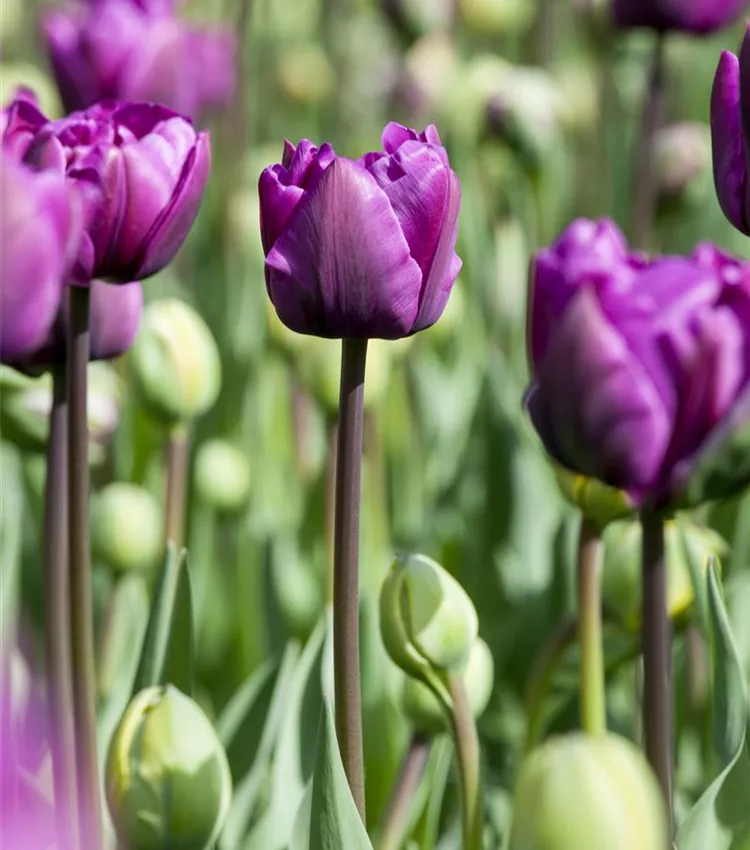 Tulpe 'Negrita'