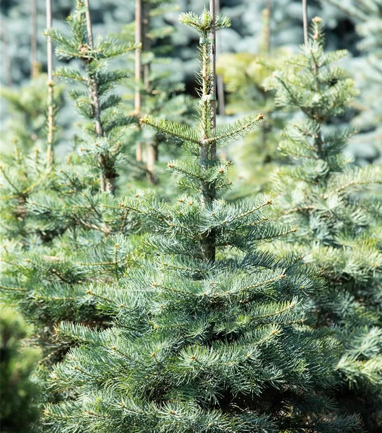 Sapin de Delavay