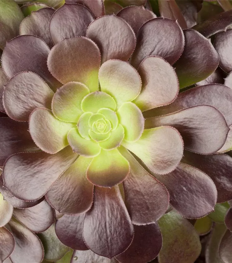 Aeonium