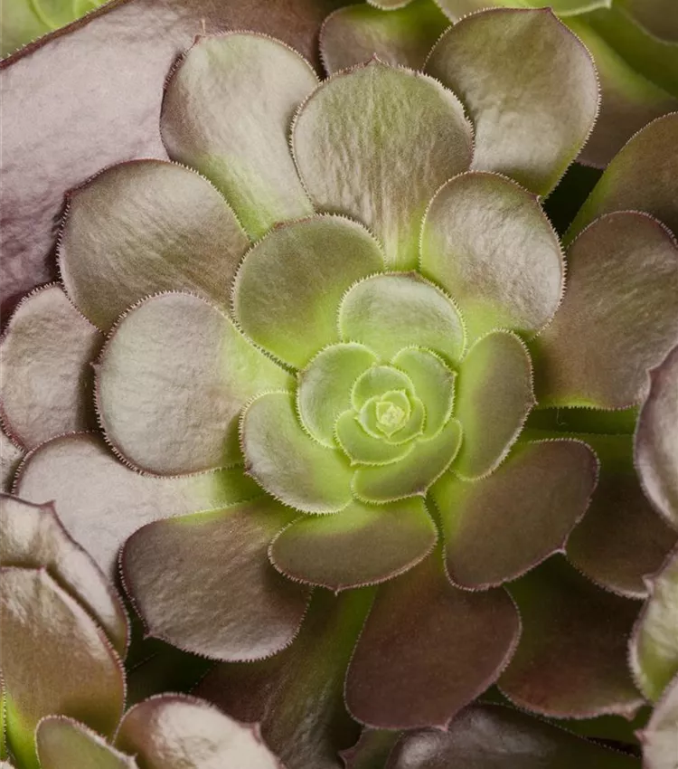 Aeonium