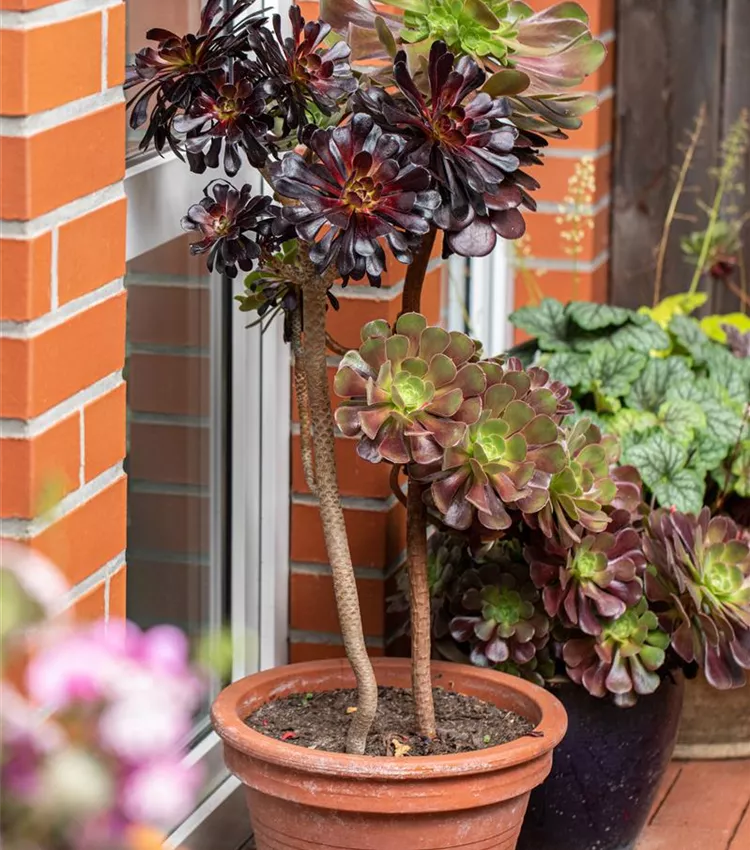 Aéonium en arbre