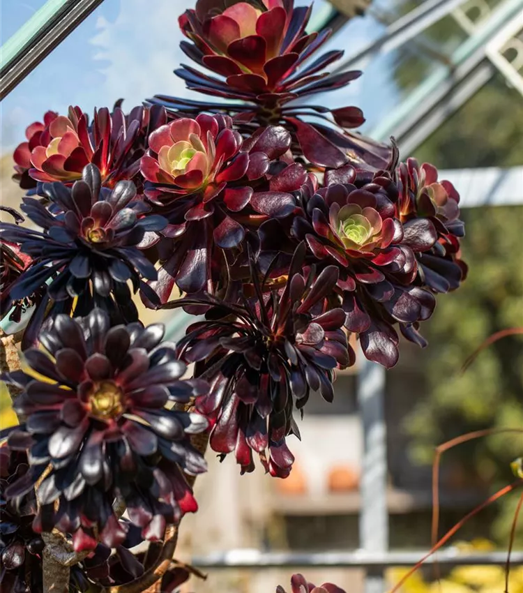 Aeonium