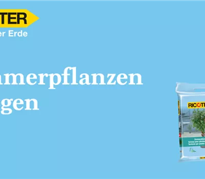 Zimmerpflanzen umtopfen