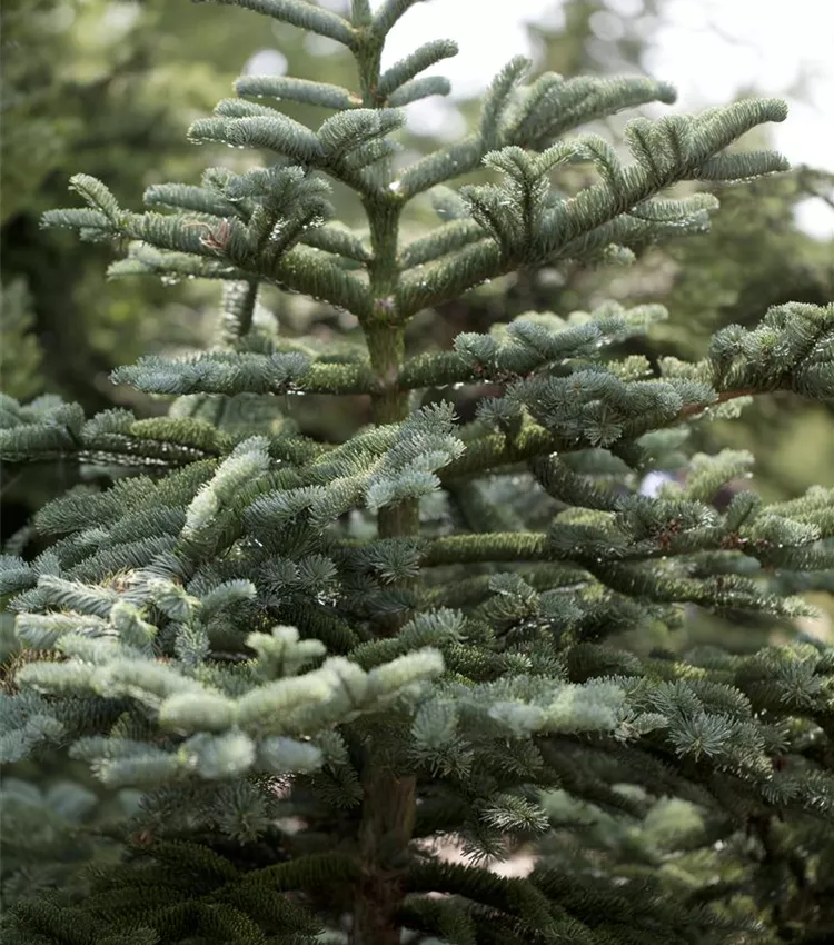 Sapin de Delavay
