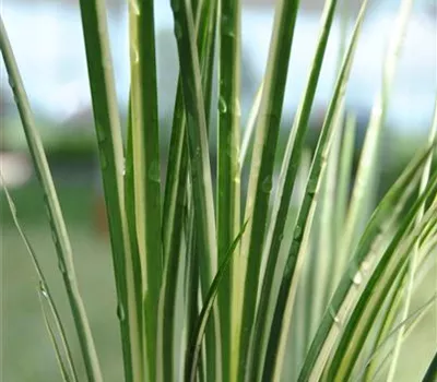 Acorus gramineus 'Variegatus'