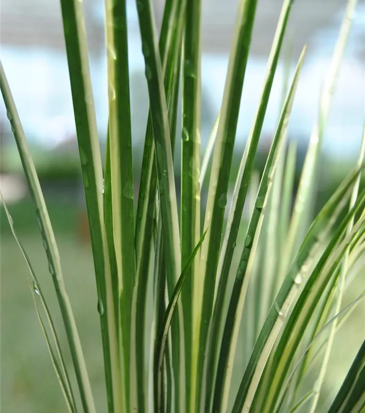 Acorus 'Variegatus'
