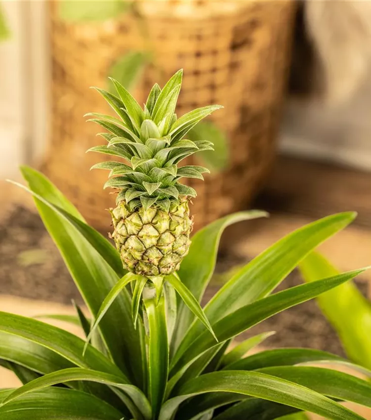 Ananas 'Compacta'