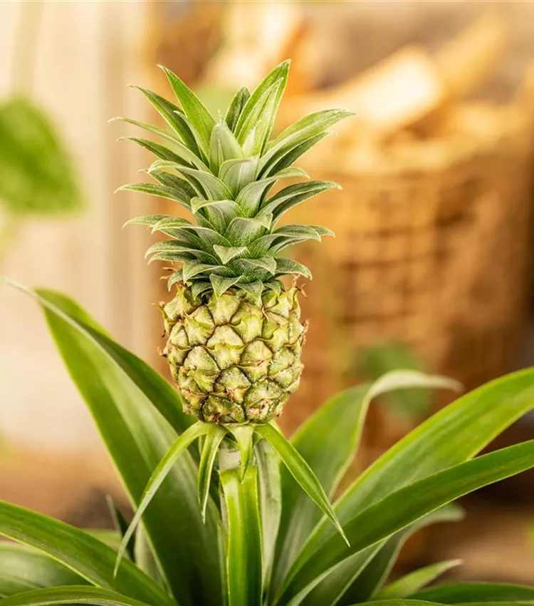 Ananas 'Compacta'