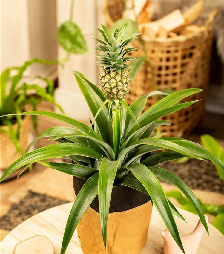 Ananas 'Compacta'