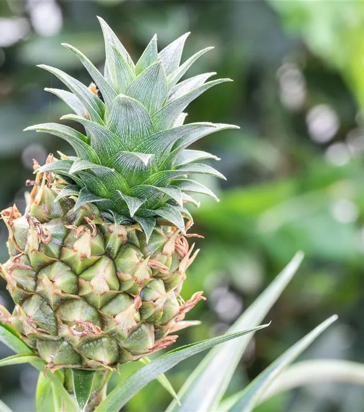 Zierananas 'Mi Amigo'