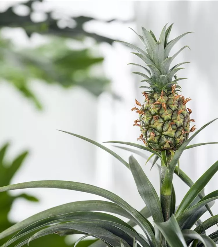 Zierananas 'Mi Amigo'