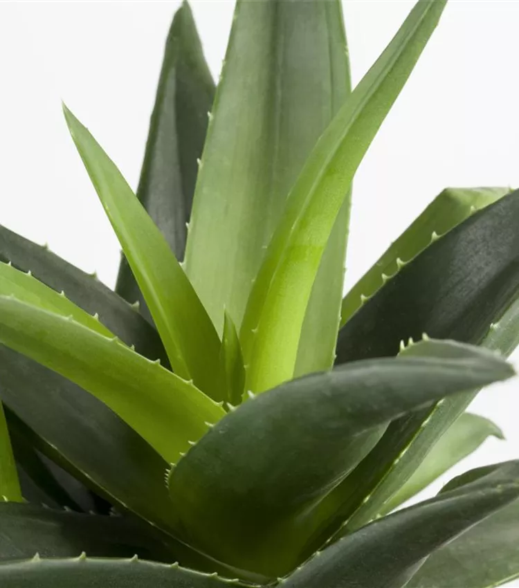 Aloe