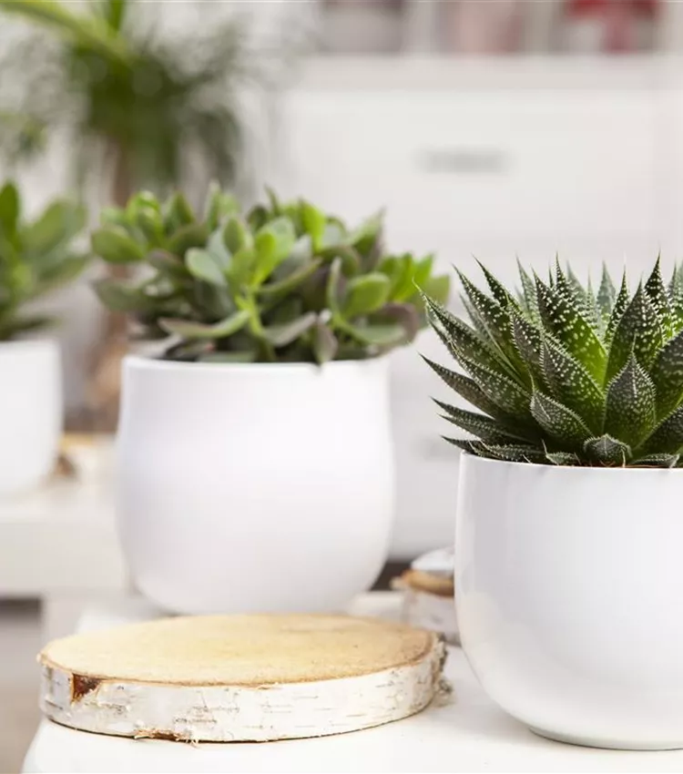 Aloe