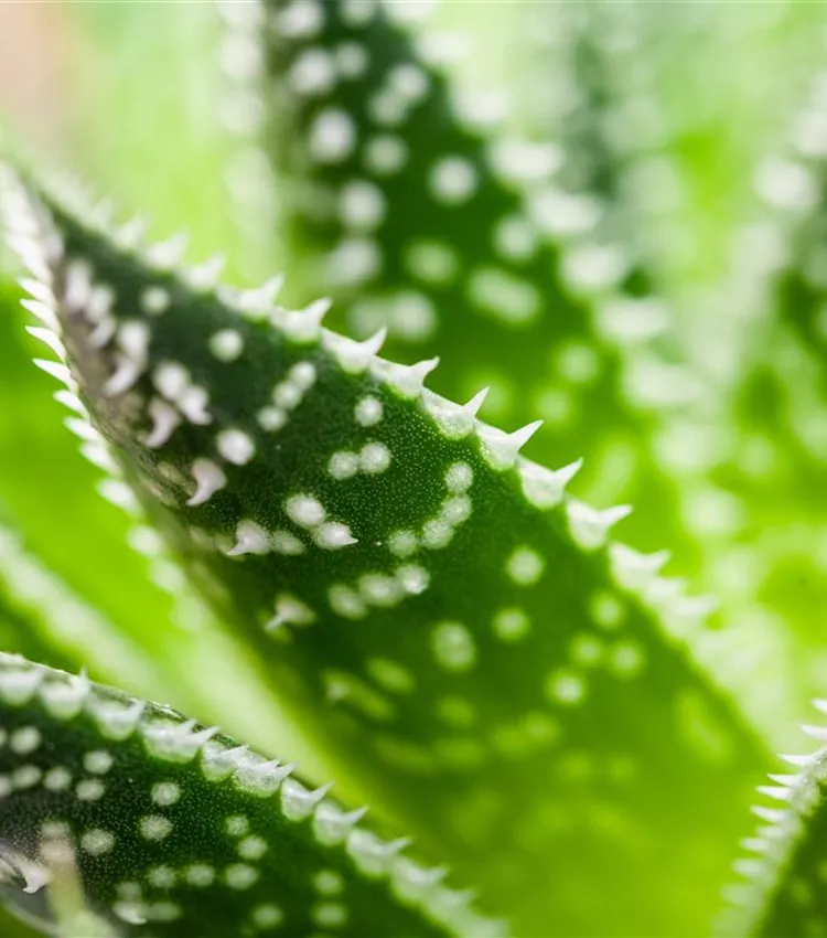 Aloe