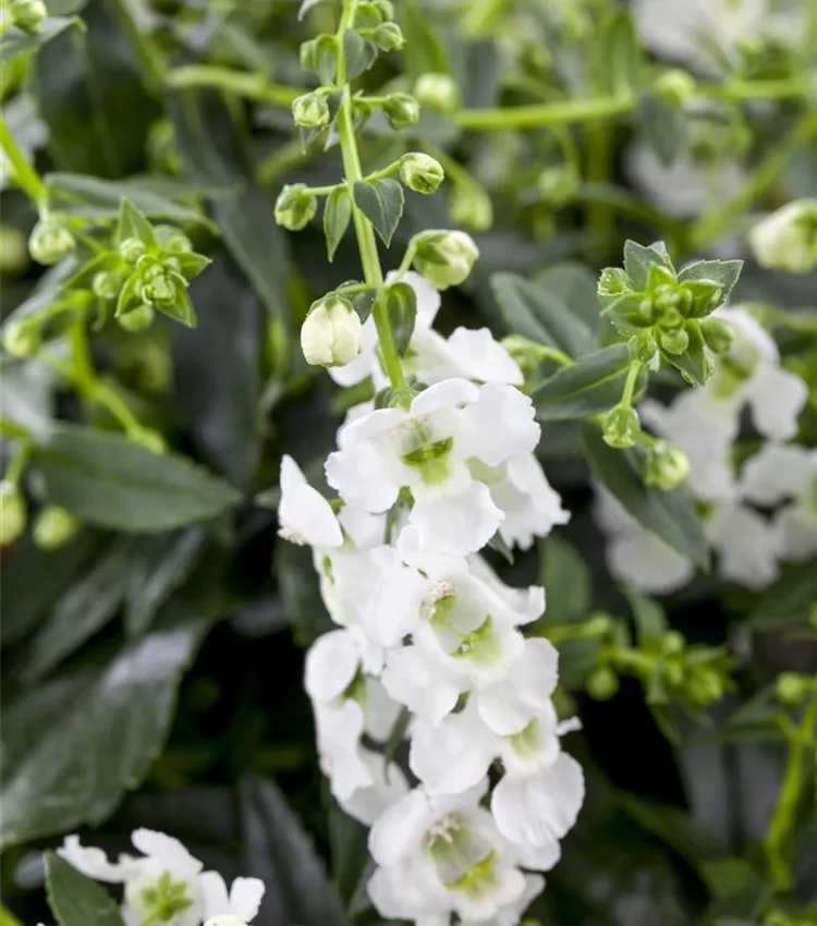 Angelonia 'AngelMist'