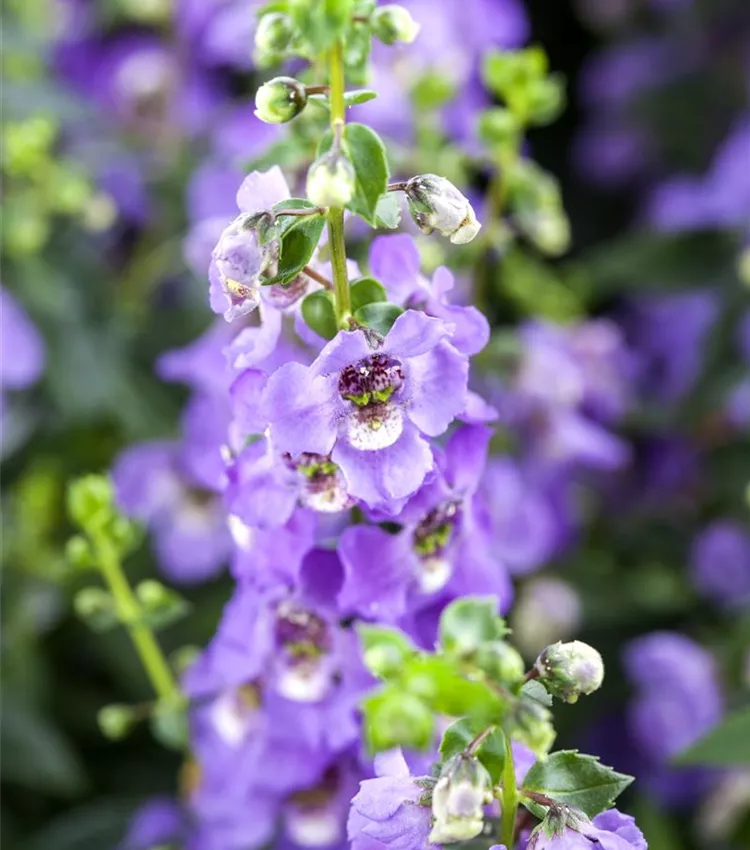 Angelonia 'AngelMist'