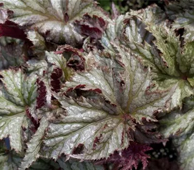 Begonia x hybrida