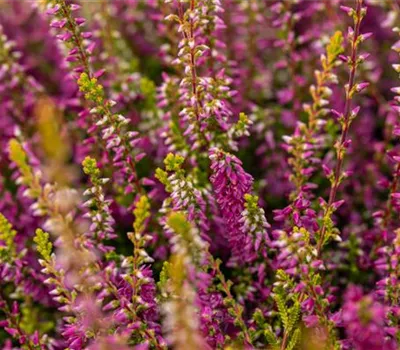Calluna vulgaris 'Con Brio'