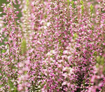 Calluna vulgaris Gardengirls® 'Angie'(s)